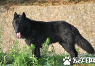 比利时黑色牧羊犬,忠诚警觉的牧羊犬传奇