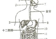 消化系统的组成结构图,消化系统组成结构图概述