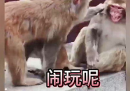 动物搞笑配音视频短片,动物搞笑配音视频短片的欢乐盛宴