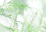 夏日头像小清新图片,捕捉夏日的温柔与活力